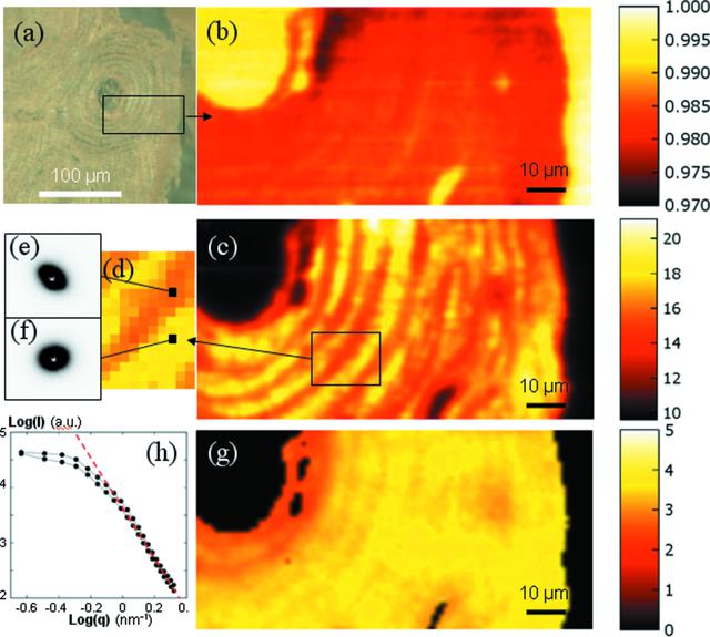 [Figure 1]