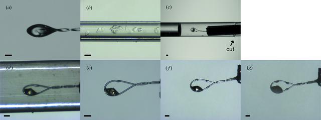 [Figure 1]