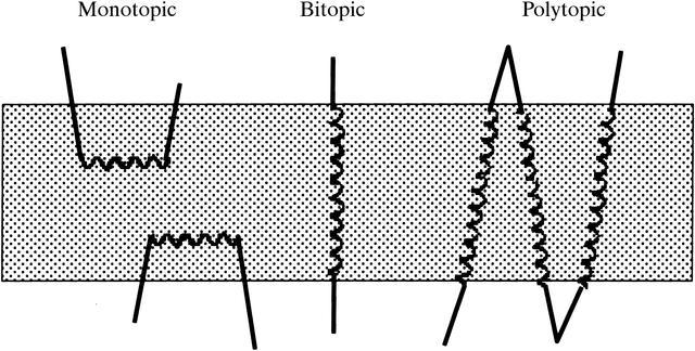 Monotopic Membrane Protein