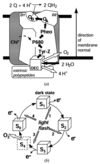 [Figure 1]