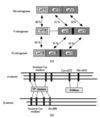 [Figure 1]