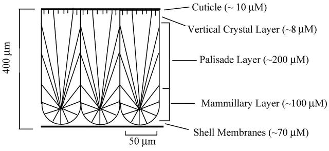 [Figure 1]