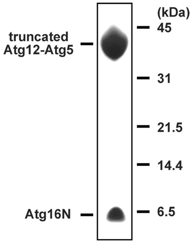 [Figure 1]