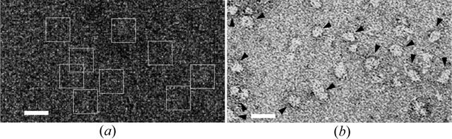 [Figure 1]
