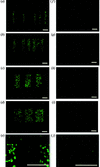 [Figure 1]