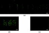 [Figure 2]