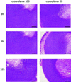 [Figure 6]