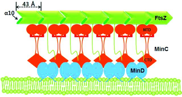 [Figure 4]