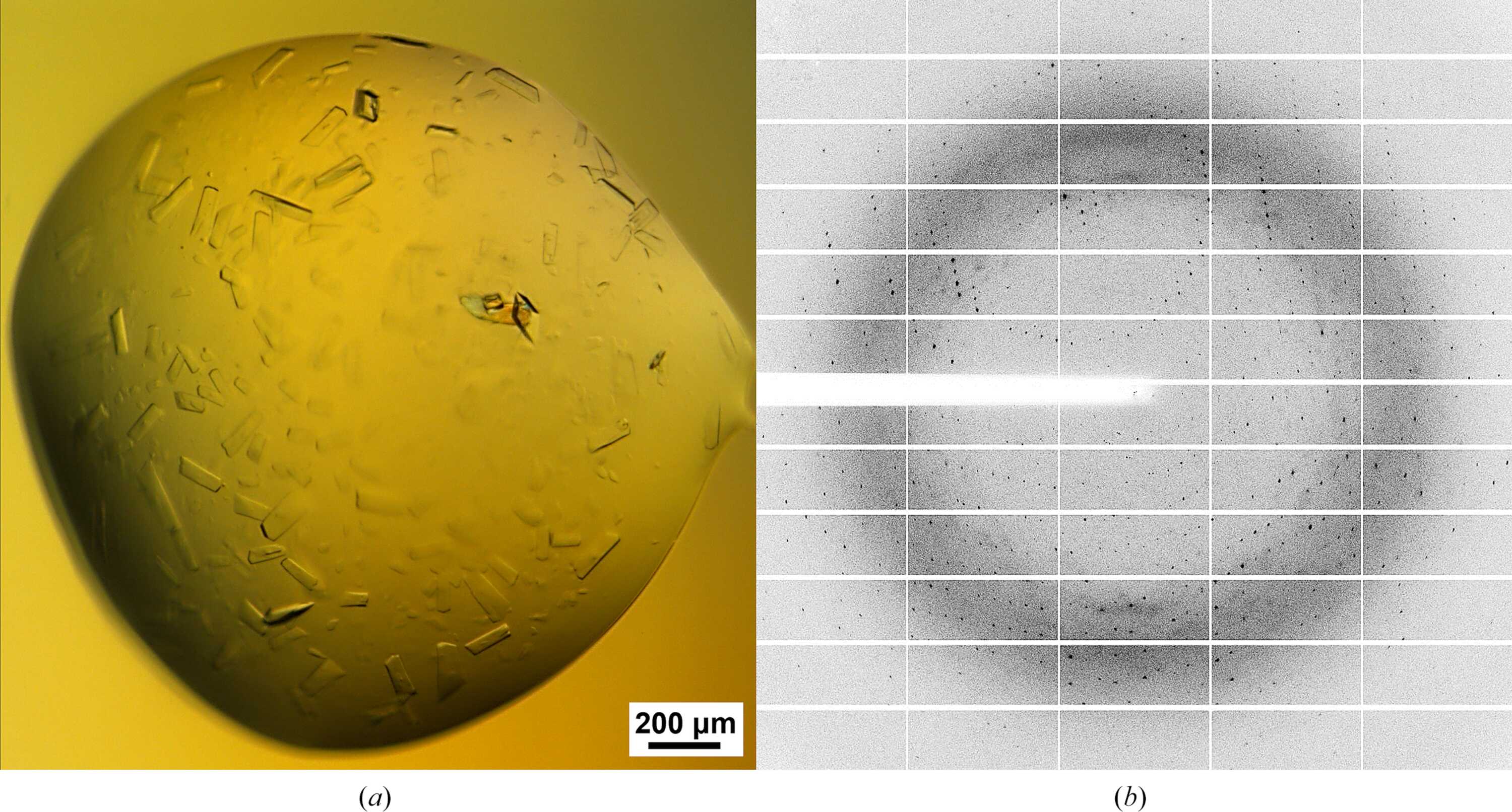 [Figure 2]