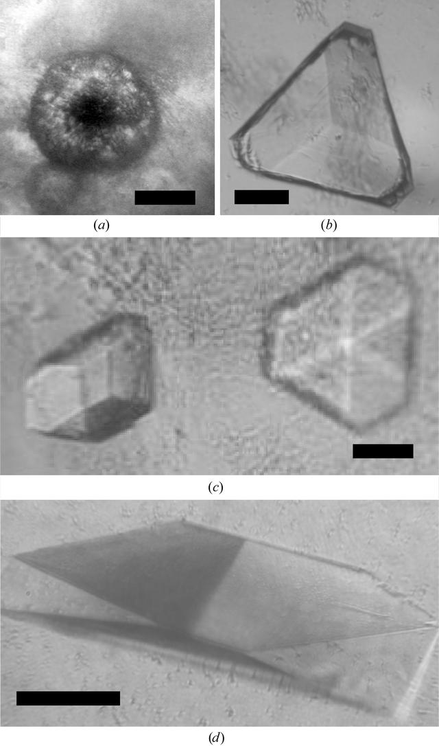 [Figure 2]