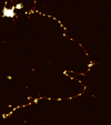 [Figure 2]