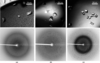 [Figure 1]