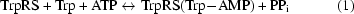 [{\rm TrpRS} + {\rm Trp} + {\rm ATP} \leftrightarrow {\rm TrpRS(Trp}{\--}{\rm AMP)} + {\rm PP_{i}} \eqno (1)]