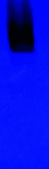 [Figure 1]