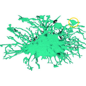 (IUCr) Bone hierarchical structure: spatial variation across length scales
