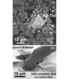 [Figure 1]