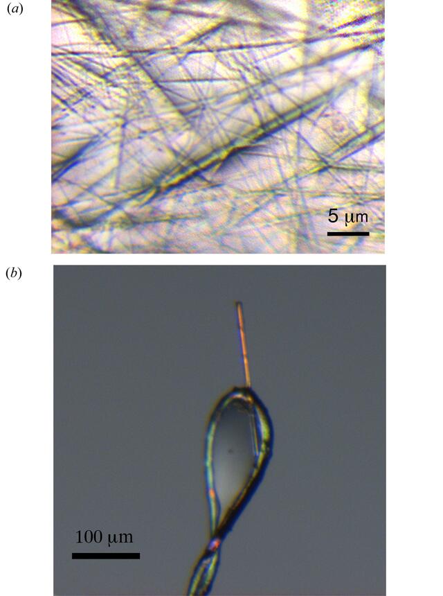 [Figure 1]