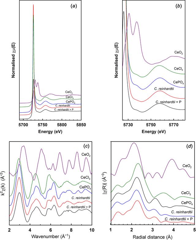 [Figure 1]