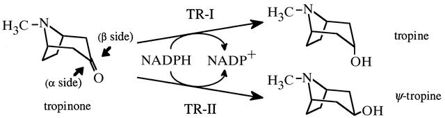 [Figure 1]