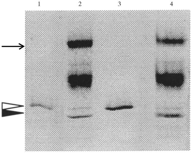 [Figure 1]