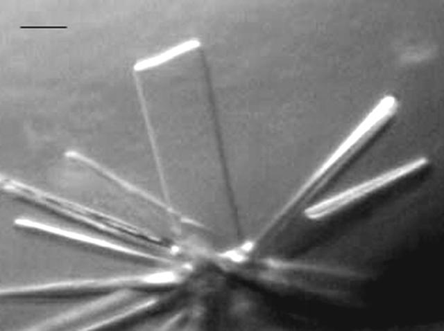 [Figure 1]