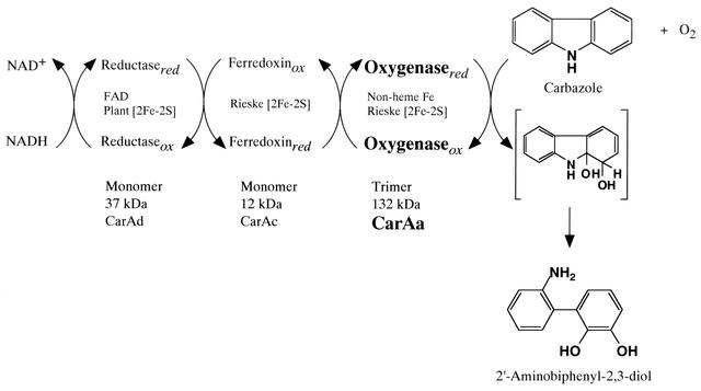 [Figure 1]