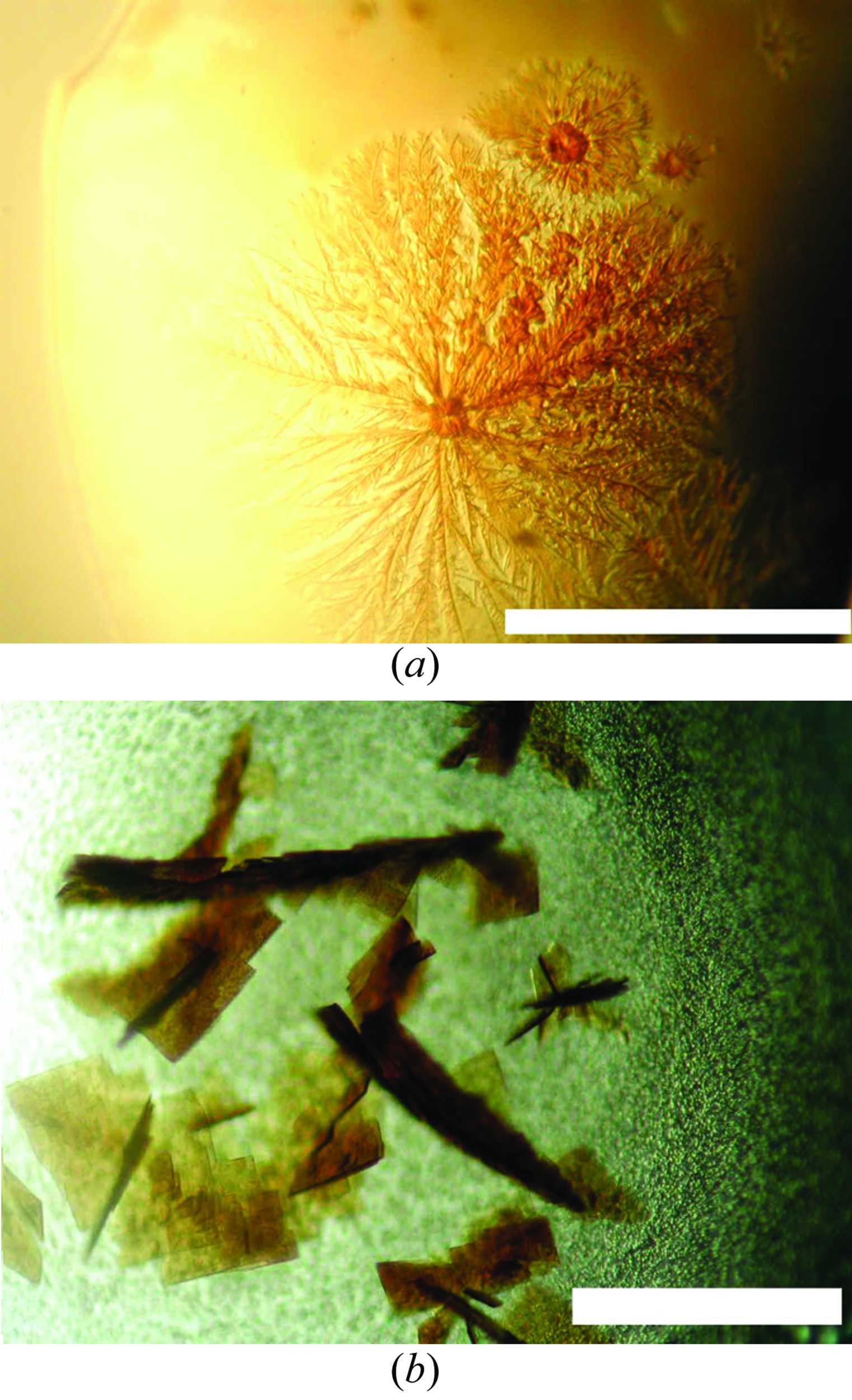 iucr-crystallization-of-fe-3-s-4-ferredoxin-from-the