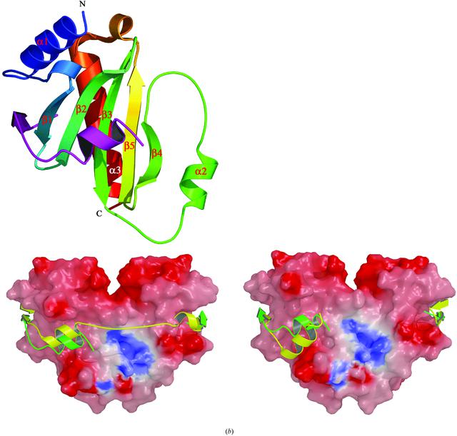 (IUCr) Structure of the Yersinia pestis type III secretion chaperone ...