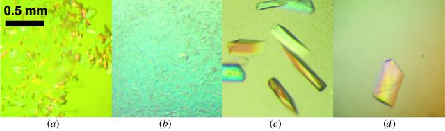 (IUCr) Crystallization and crystal manipulation of the Pterocarpus ...