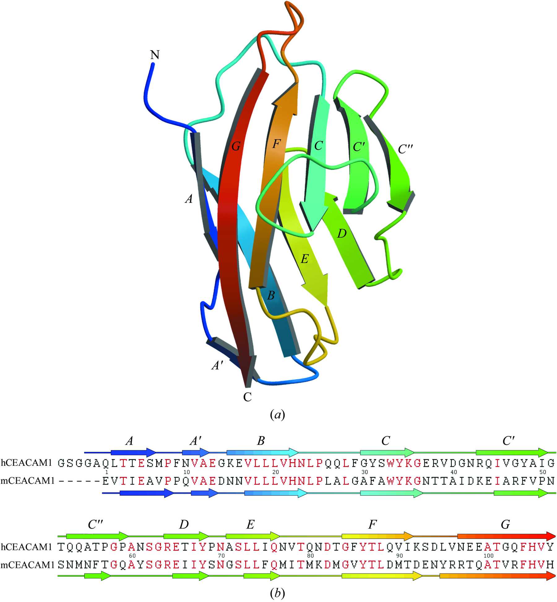 (IUCr) Structure of the N-terminal domain of human CEACAM1: binding ...