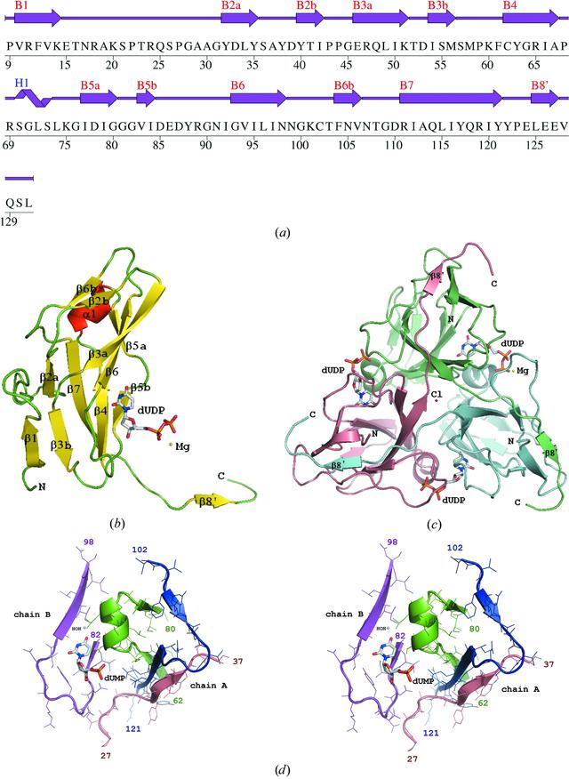 (IUCr) Structures of vaccinia virus dUTPase and its nucleotide complexes
