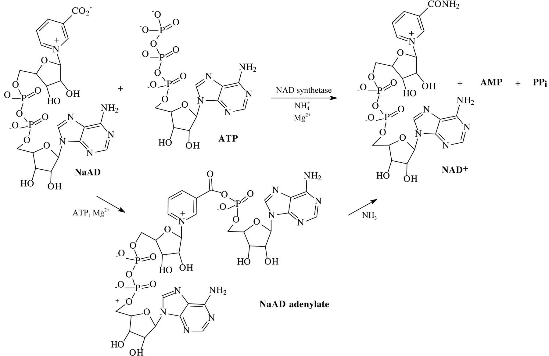 (IUCr) Structural adaptation of an interacting non-native C-terminal