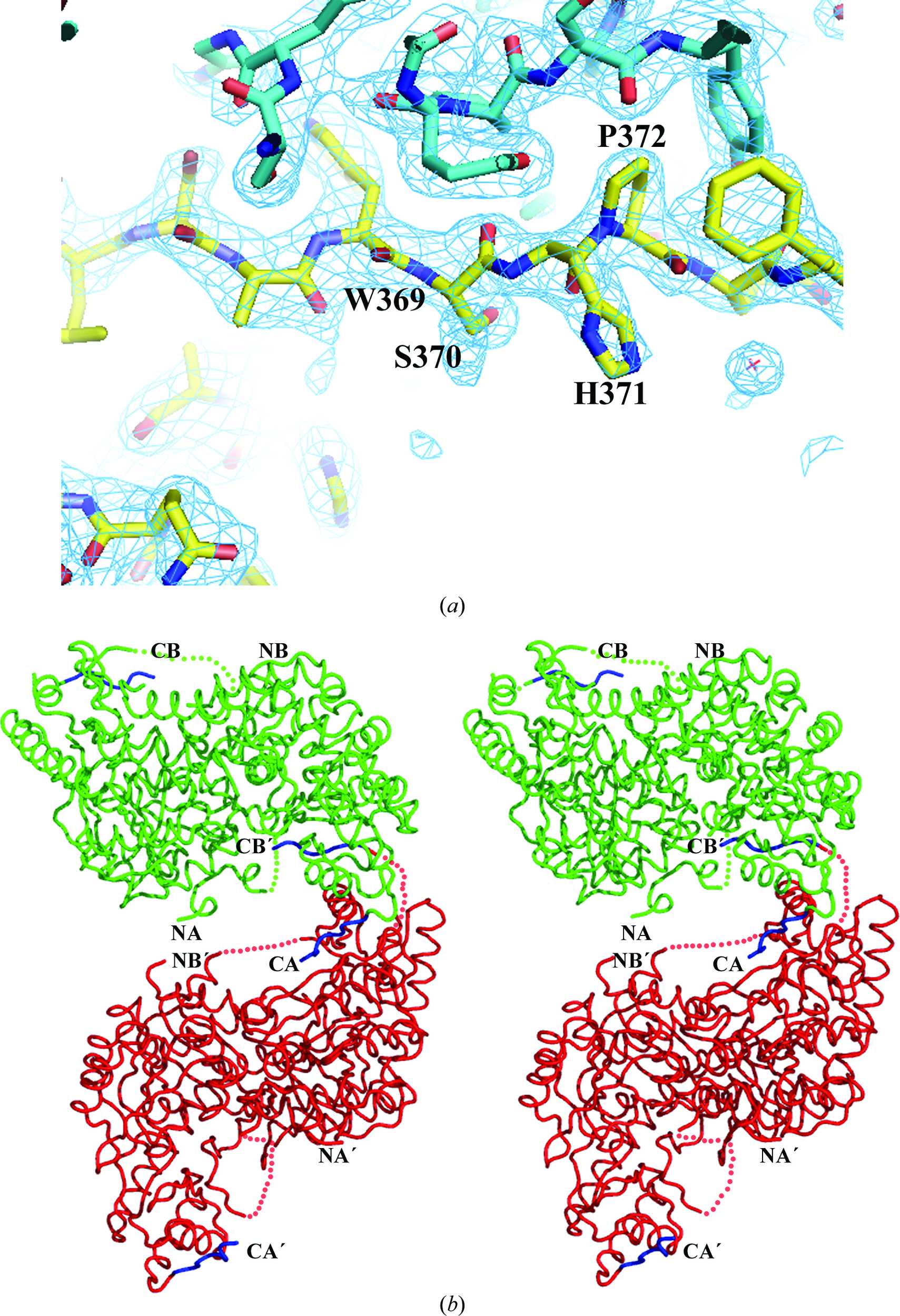 (IUCr) Insights into the structural basis of substrate recognition by ...