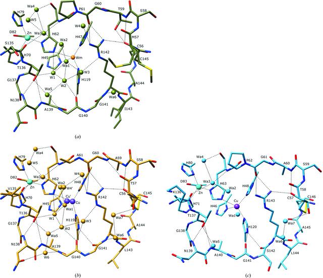 (IUCr) Structure of a superoxide dismutase and implications for copper ...