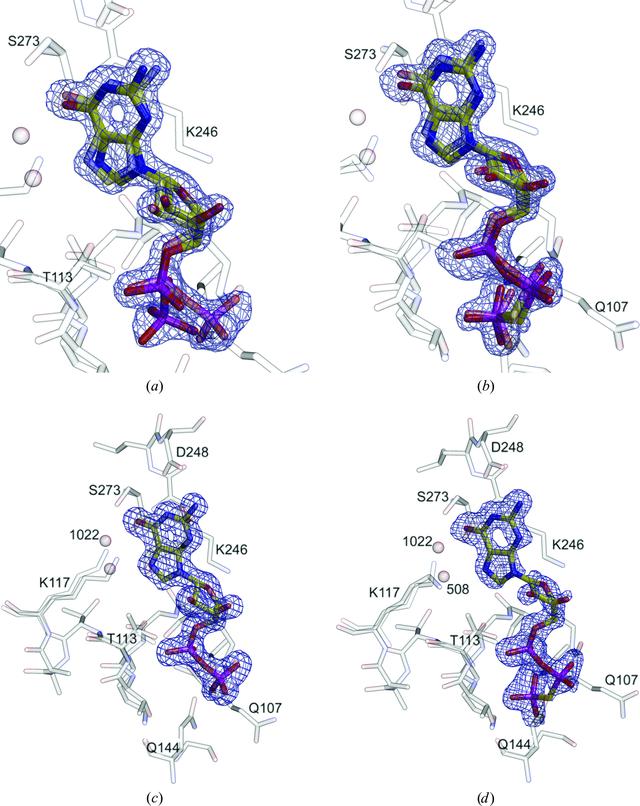 (IUCr) Nucleotide-binding flexibility in ultrahigh-resolution ...