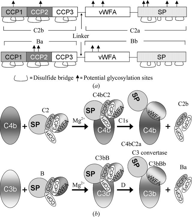 [Figure 1]