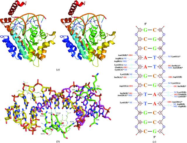 (IUCr) Structures of restriction endonuclease Hin dIII in complex with ...