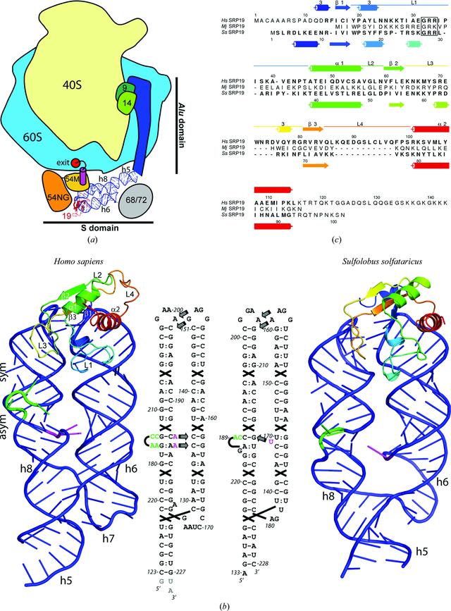 (IUCr) Structural insights into the assembly of the human and archaeal ...