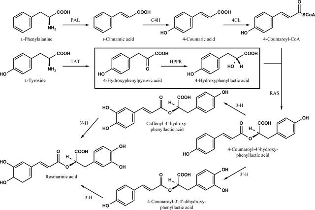 [Figure 1]