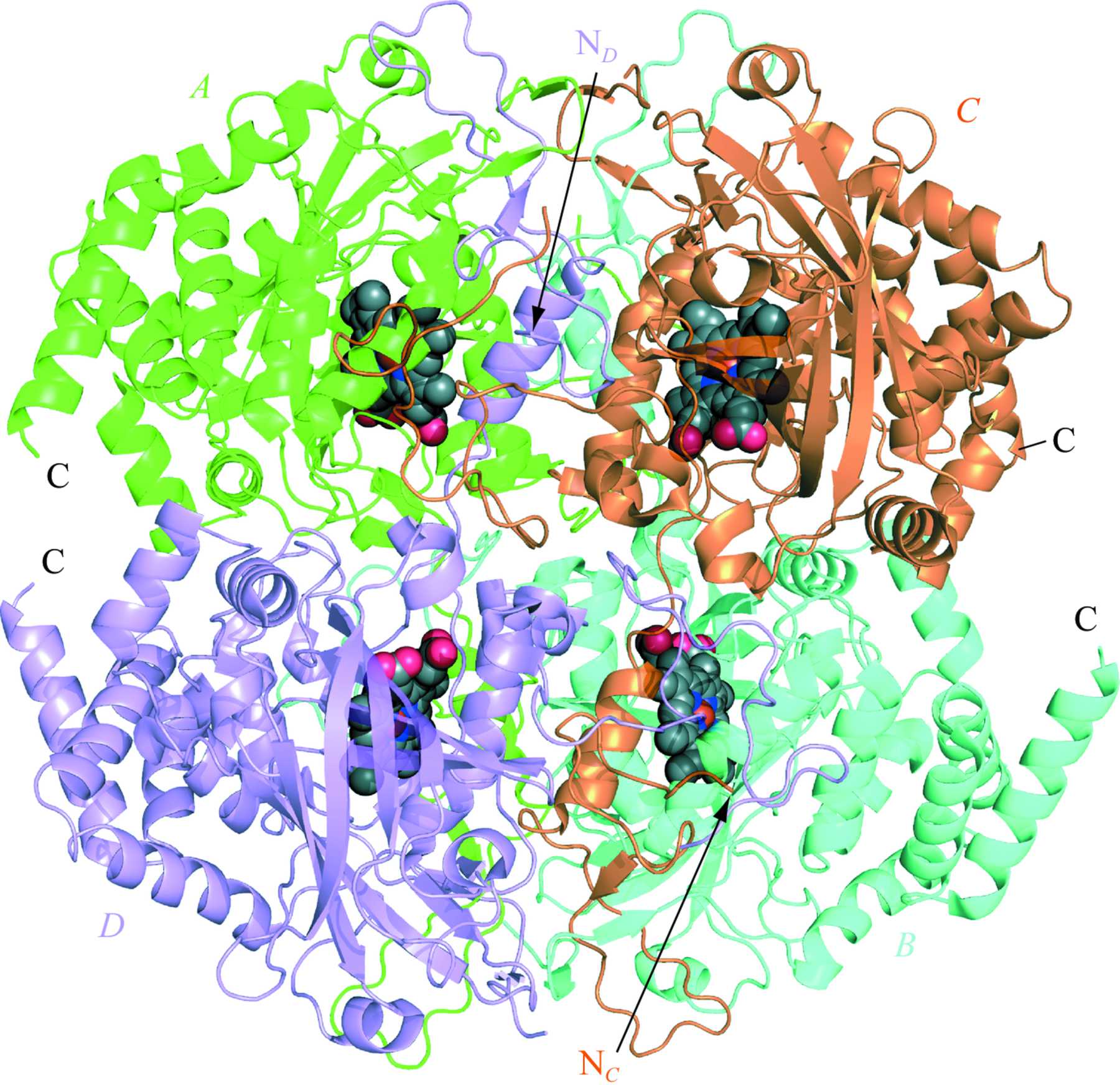  IUCr Structural features of peroxisomal catalase  from 