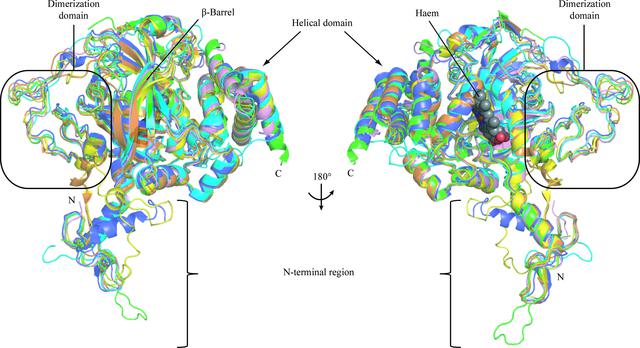 Hansenula Draw (IUCr) Structural features of peroxisomal catalase from the yeast ...