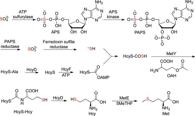 (IUCr) A novel mechanism of sulfur transfer catalyzed by O ...