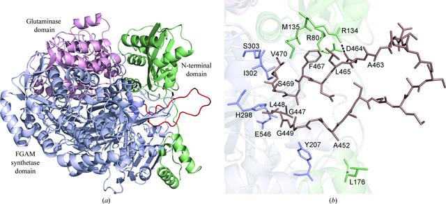 Formylglycinamide Ribotide (IUCr) Formylglycinamide ribonucleotide amidotransferase from ...
