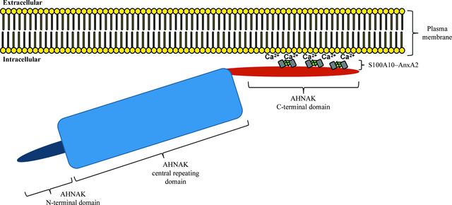 [Figure 7]