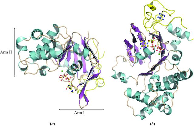 (IUCr) Structure of the nucleotide-binding domain of a dipeptide ABC ...
