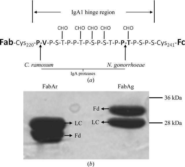 [Figure 1]