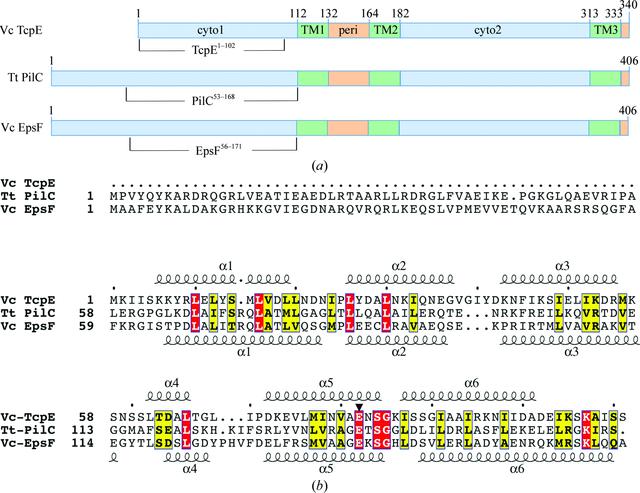 (IUCr) Structure of the cytoplasmic domain of TcpE, the inner membrane ...