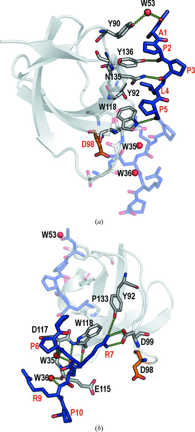 (IUCr) Atomic resolution structures of the c-Src SH3 domain in complex ...