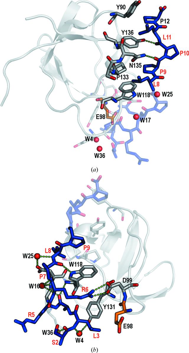 (IUCr) Atomic resolution structures of the c-Src SH3 domain in complex ...