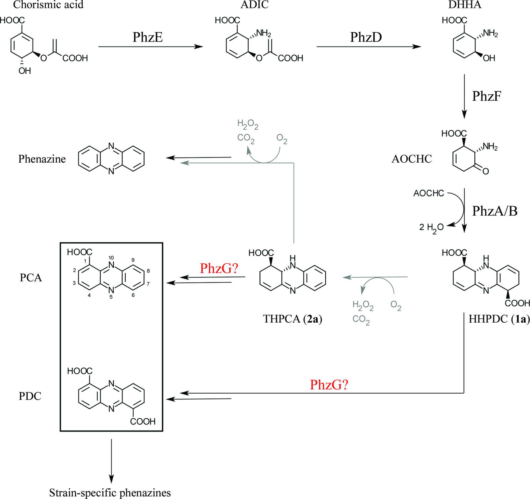 (IUCr) Trapped intermediates in crystals of the FMN-dependent oxidase ...